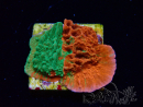 WYSIWYG Montipora-Platte GRAFTED ULTRA