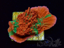 WYSIWYG Montipora plate GRAFTED ULTRA
