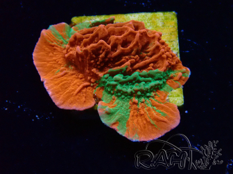 WYSIWYG Montipora plato INJERTADO ULTRA