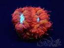 WYSIWYG - RAH Blastomussa merleti Fire and Ice
