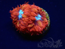 WYSIWYG - RAH Blastomussa merleti Fire and Ice 4