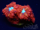 WYSIWYG - RAH Blastomussa merleti Fire and Ice