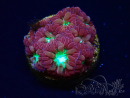 WYSIWYG - RAH Blastomussa merleti Merlot