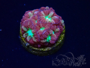 WYSIWYG - RAH Blastomussa merleti Merlot 5