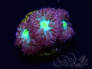 WYSIWYG - RAH Blastomussa merleti Morning Light 4
