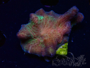 WYSIWYG - RAH Pectinia Black Lotus