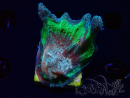 WYSIWYG RAH Pectinia Rainbow 2