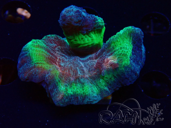 WYSIWYG RAH Pectinia Rainbow 4