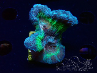 WYSIWYG RAH Pectinia Rainbow 5