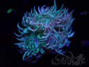 WYSIWYG Duncanopsammia axifuga Green 1