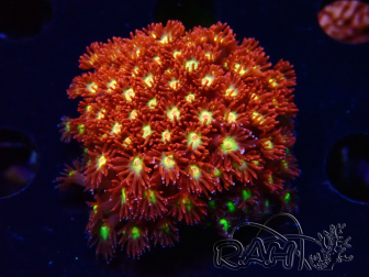 WYSIWYG Bernardpora stutchburyi