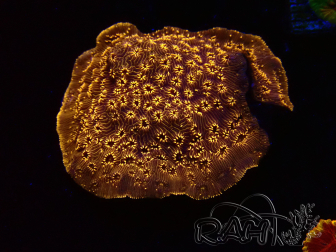 WYSIWYG - RAH Pavona maldivensis Orange 3C8
