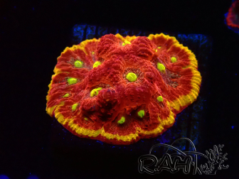 WYSIWYG - BigR Favia Inferno 3D12