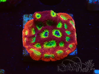 WYSIWYG - JF Favia Lemon Lime 3E1