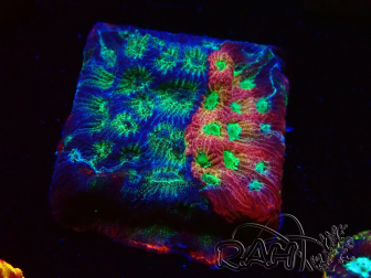 WYSIWYG - JF Favia Dayglo