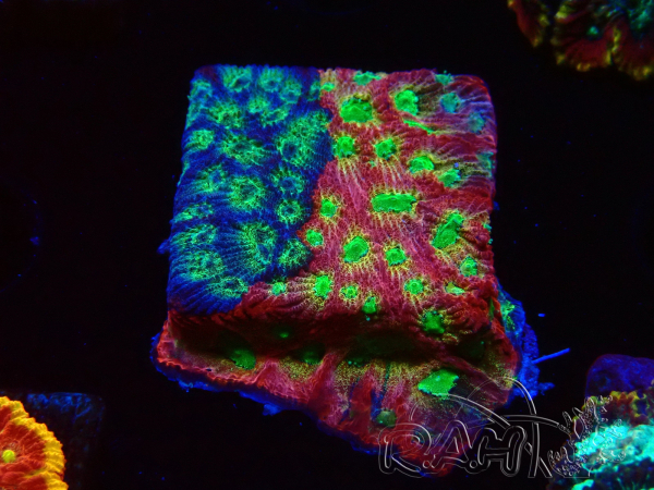 WYSIWYG - JF Favia Dayglo 3E6