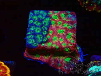 WYSIWYG - JF Favia Dayglo