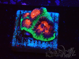 WYSIWYG - RAH Favites pineapple 3E10