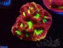 WYSIWYG - RAH Favia Vulcania