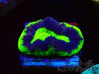 WYSIWYG - RAH Goniastrea UFO