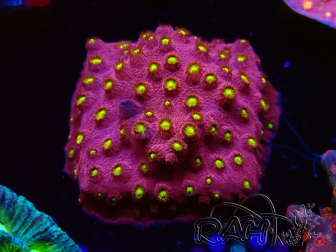 WYSIWYG - CB Cyphastrea Blingbling 3M7