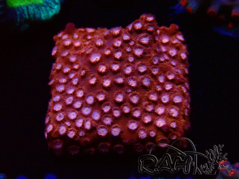 WYSIWYG - RAH Cyphastrea Moon Rocks