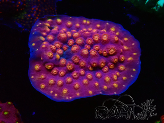WYSIWYG - WWC Cyphastrea Rainbow Madness