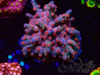 WYSIWYG - RAH Cyphastrea decadia Red 3P9