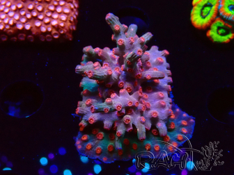 WYSIWYG - RAH Cyphastrea decadia Rot