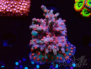 WYSIWYG - RAH Cyphastrea decadia Rot
