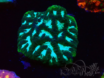 WYSIWYG RAH Favia Luminescent Green