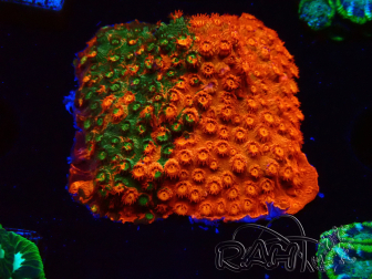 WYSIWYG - RAH Cyphastrea Sunkist Grafted
