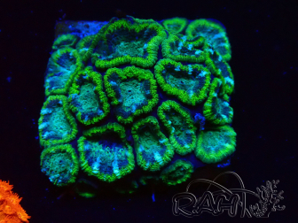 WYSIWYG - RAH Micromussa Jungle Viper 1