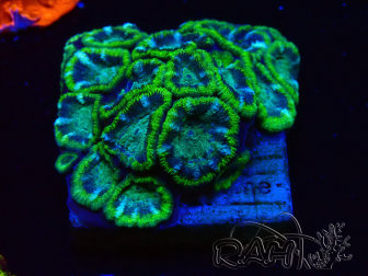 WYSIWYG - RAH Micromussa Jungle Viper 6