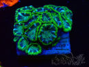 WYSIWYG - RAH Micromussa Jungle Viper 6