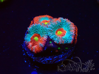 WYSIWYG - RAH Micromussa Dragon's Eye A3
