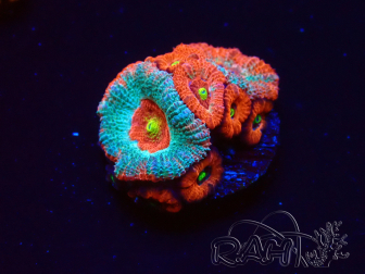 WYSIWYG - RAH Micromussa Dragon's Eye C3