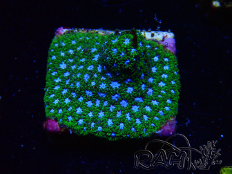WYSIWYG - RAH Leptastrea Ice Eye 3A8