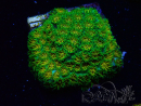 WYSIWYG - Leptastrea John Deere