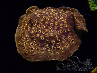 WYSIWYG - RAH Pavona maldivensis Orange