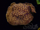 WYSIWYG - RAH Pavona maldivensis Orange 3C8