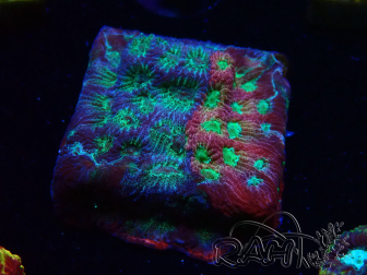 WYSIWYG - JF Favia Dayglo 3E5
