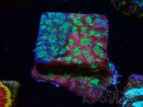 WYSIWYG - JF Favia Dayglo 3E6