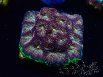 WYSIWYG - RAH Favia Bejeweled 3E8