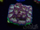WYSIWYG - RAH Favia Bejeweled 3E8