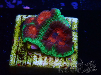 WYSIWYG - RAH Favites pineapple 3E10