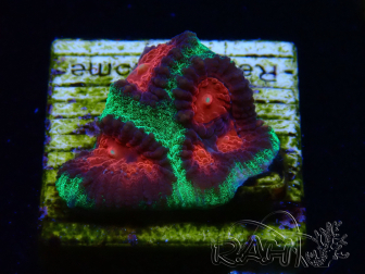 WYSIWYG - RAH Favites pineapple 3E11