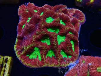 WYSIWYG - RAH Favia Vulcania 3F11