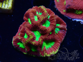 WYSIWYG - RAH Favia Vulcania