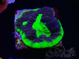 WYSIWYG - RAH Goniastrea UFO 3H6